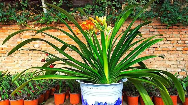 君子兰叶根腐烂怎么治，君子兰叶根腐烂怎么治好（巧施4个步骤就可以挽救）
