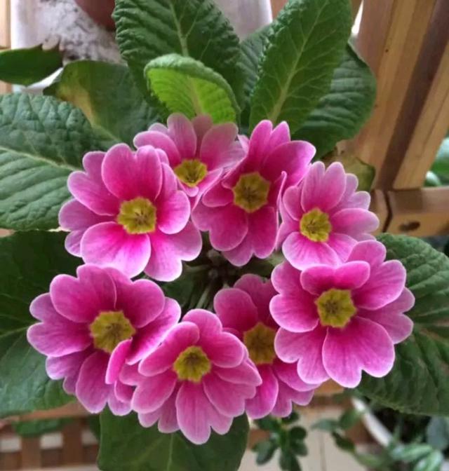室内养什么花最好，100种“吉祥花”