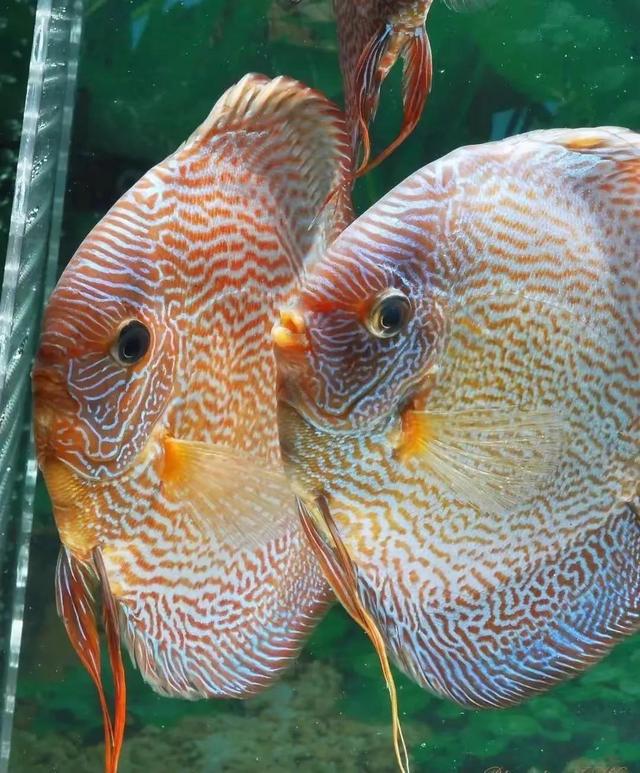 100多种神仙鱼欣赏，鳕鱼图片大全