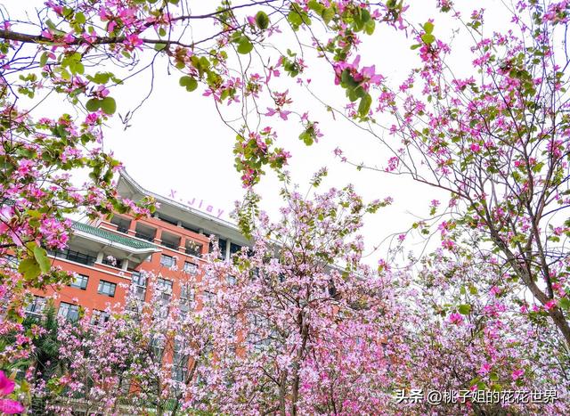 紫荆花的花语是什么，紫荆花的花语是什么意思啊（到底哪一种才是真正的“紫荆花”）