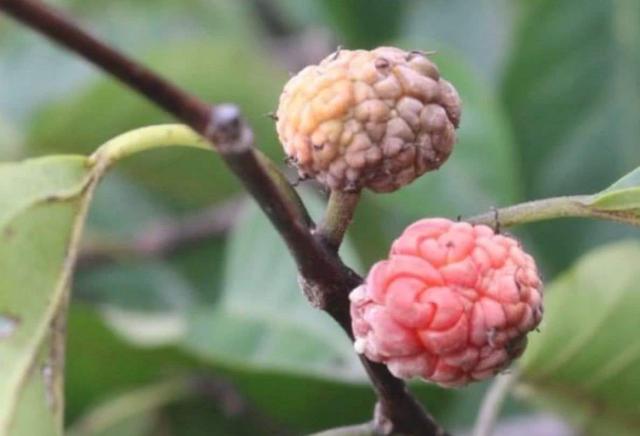 木果的功效和作用,木子果的功效(农村12种常见的野果可以泡酒)