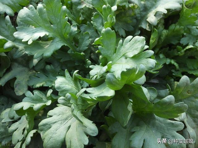 秋天适合种什么蔬菜，适合秋天种植的菜（除了白菜萝卜还能种哪些）