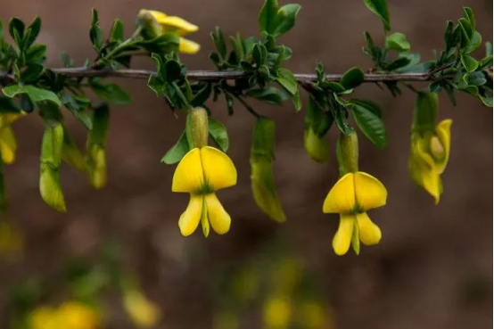 春天开的常见的花，春天的花有哪些（春天的花有哪些 名字）