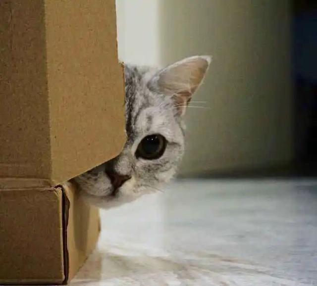 timi是什么意思，timi中是什么意思（“养了一只患有听力障碍的小猫咪）