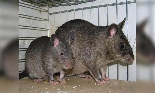 切尔诺贝利食人巨鼠，切尔诺贝利的食人巨鼠是真的吗（前苏联切尔诺贝利巨鼠是真的吗）