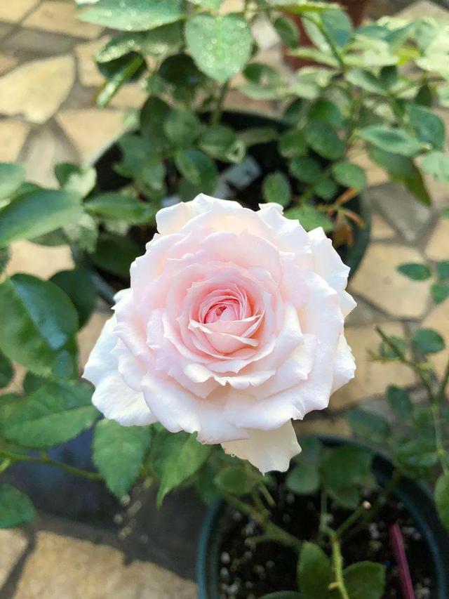 仙度瑞拉月季，仙度瑞拉是哪个公主（分享图片一一一灰姑娘月季）