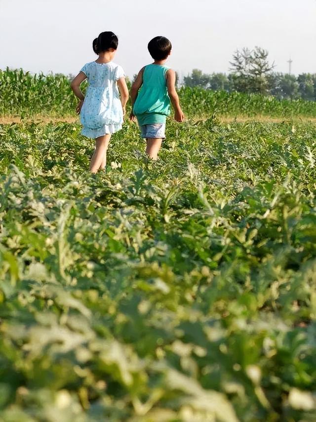 瓜车是什么意思，瓜子保卖车是什么意思（《卖瓜》谨以此献给我的父亲）