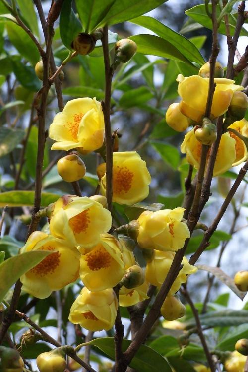 农村能吃的100种野菜图片，有哪些野菜可以吃