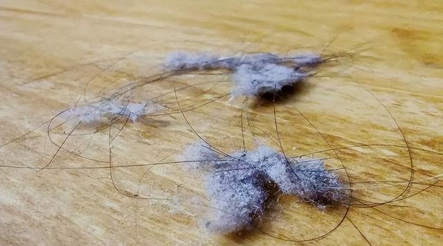 棉絮脏了怎么清洗，棉被尿骚味去除小窍门（为啥直到现在仍没有解决方法）