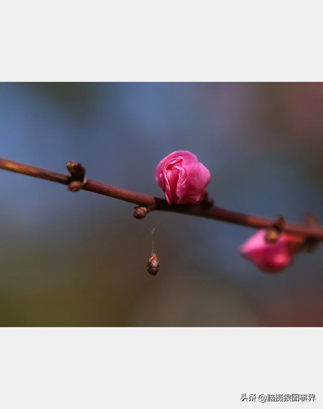 好看的图片。，好看的图片背景（实拍25张唯美的花草照片）