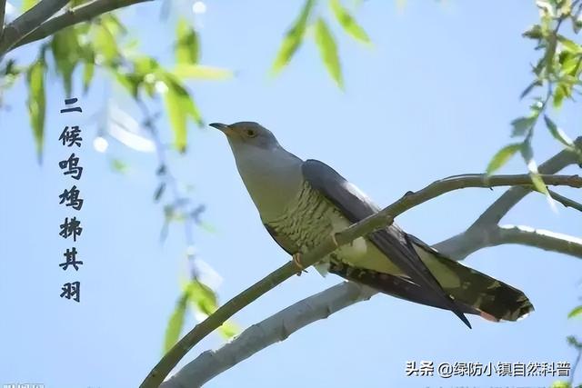 谷雨和雨水的区别，雨水和谷雨的区别（二十四节气之“谷雨”）