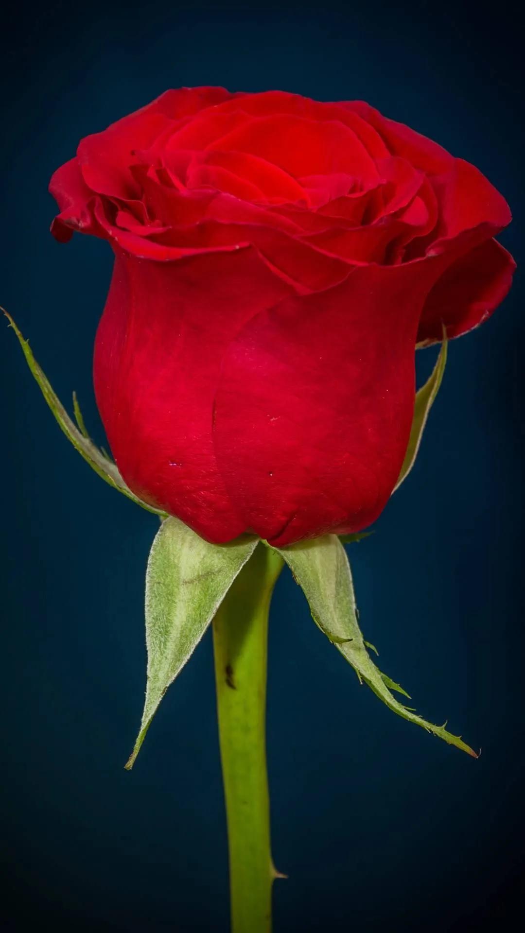 玫瑰图片大全唯美一只图片