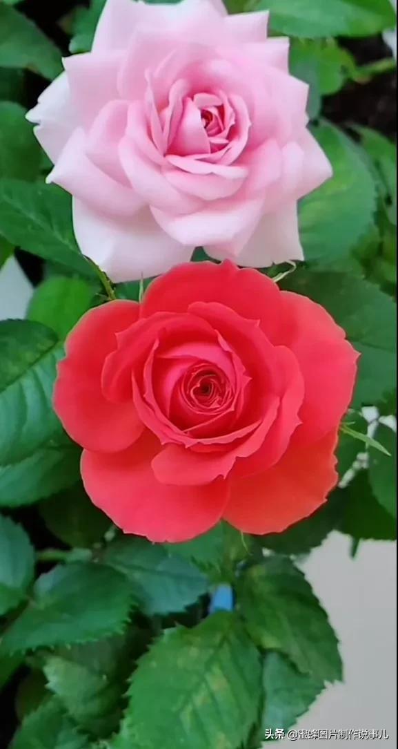 美美美的，美美美的表情包（壁纸美图）