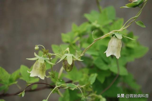 曼陀罗花的图片，曼陀罗花是什么（301味中药材的原植物彩色图谱）