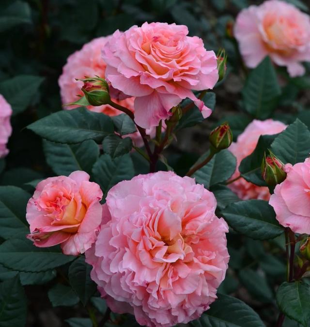 梦露和艾莎月季的区别，月季梦露百科（12种大花月季）