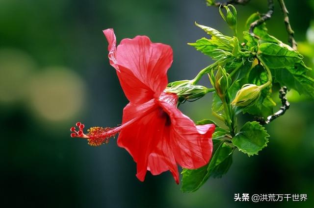 朱槿花的寓意，朱槿放办公室吉利吗（朱槿花的花语和寓意）