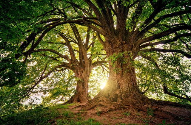 朱的拼音和组词，朱的拼音和组词怎么写（说文解字：朱）