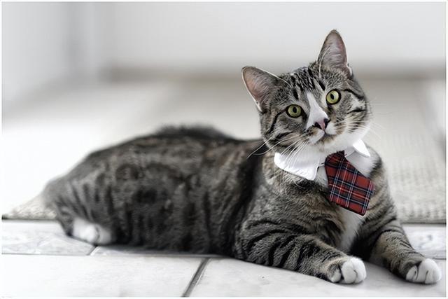 猫一年相当于人几岁，猫一年等于人多少岁（猫咪和人类年龄换算表）