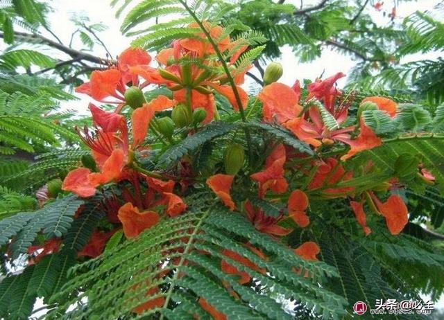 凤凰木的价格和凤凰木的观赏用途，凤凰木百度百科（看土豪们最爱的庭院树是哪些）