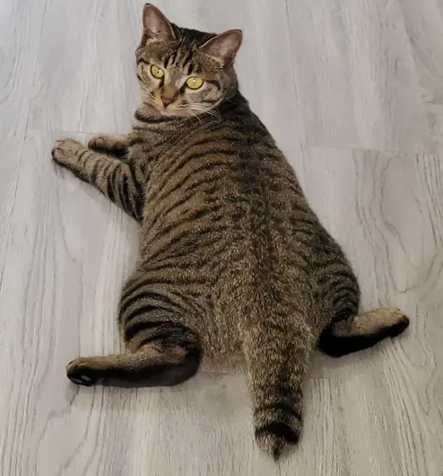 猫尾巴竖起来什么意思，猫的尾巴代表着什么意思（猫咪“尾巴”会说话）