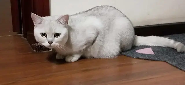 猫咪不舒服的表现，怎样识别猫咪生病不舒服（当猫咪有这5种表现）