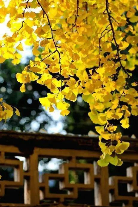 比喻秋天冷成语，比喻秋天冷的句子（秋日的凉）