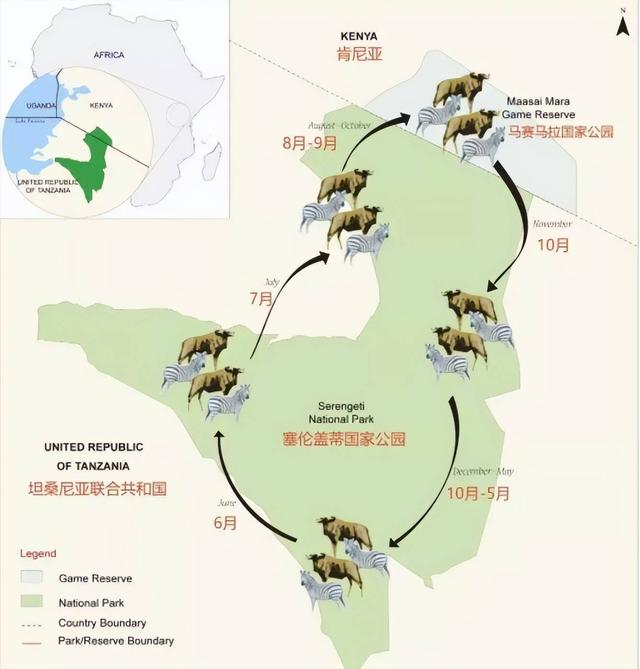 角马是啥动物，角马是什么意思（作为非洲草原上的“粮库”）
