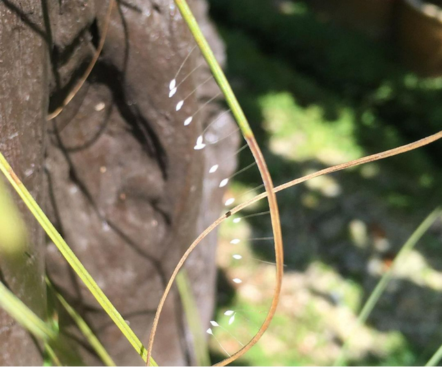 十种稀有的植物，惊艳无双：这十种最稀有的花