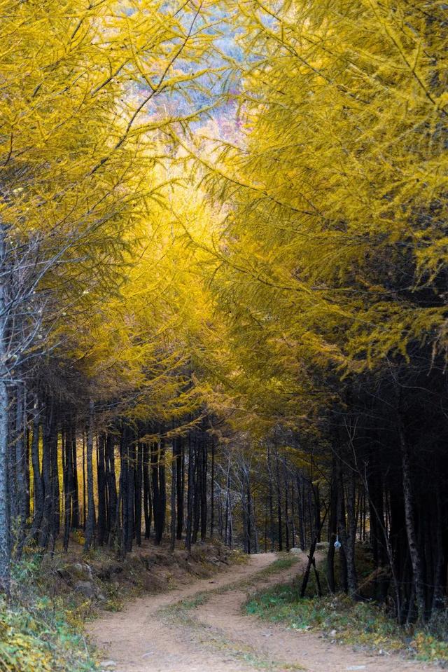 本溪特色美食有哪些，本溪特色美食有哪些小吃（国内唯一媲美北疆的地方）