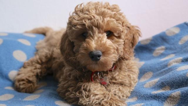 巨贵犬多少钱一只，黑色巨贵犬多少钱一只（“泰迪”和“巨贵”）