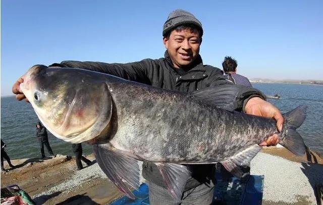 皖鱼和鲩鱼区别，鲩鱼和草鱼的区别（鲢、鳙、青、草名称是个啥含义）