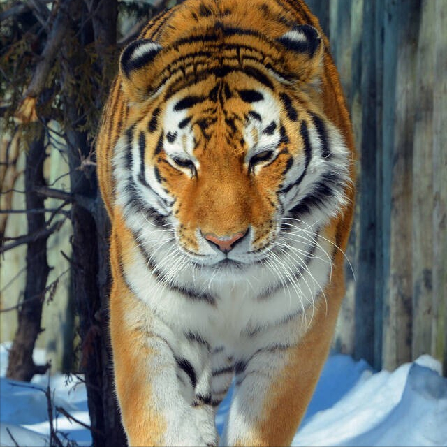 电光石火打一动物，石火光阴是啥动物（老虎用寒冬“天时”杀熊）