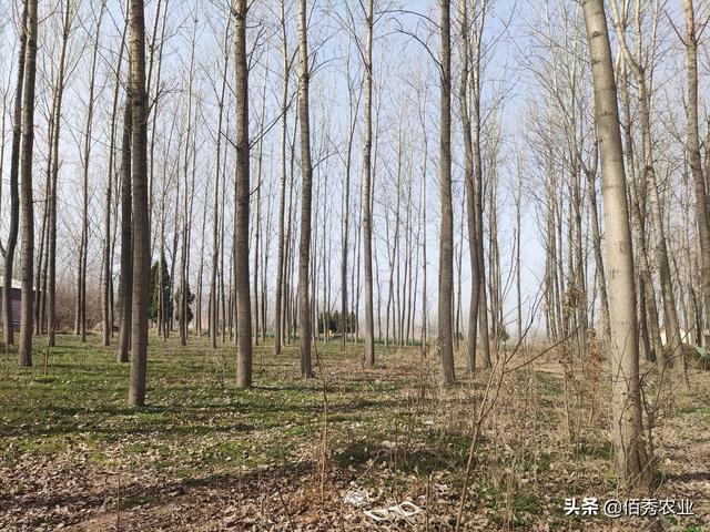 杨树的资料，生长15年的速生杨树（杨树的资料视频）