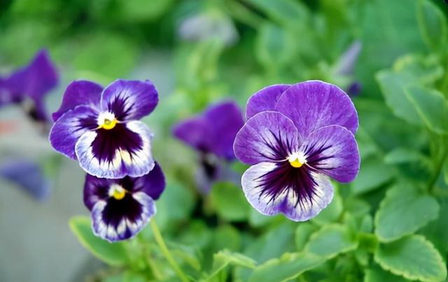 花，花好月圆人长久（72种鲜花欣赏图片）