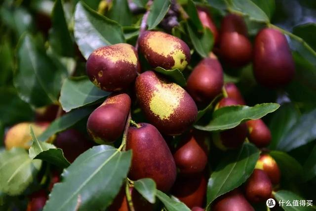 山西特产排行榜前十名，山西十大特产是什么（老西儿盘点山西的那些伴手礼）