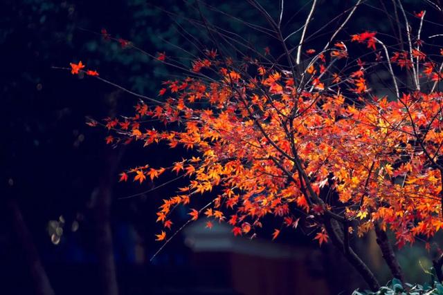 普陀山旅游攻略最新，普陀山旅游攻略2021（期待与你在普陀山朱家尖的邂逅~）