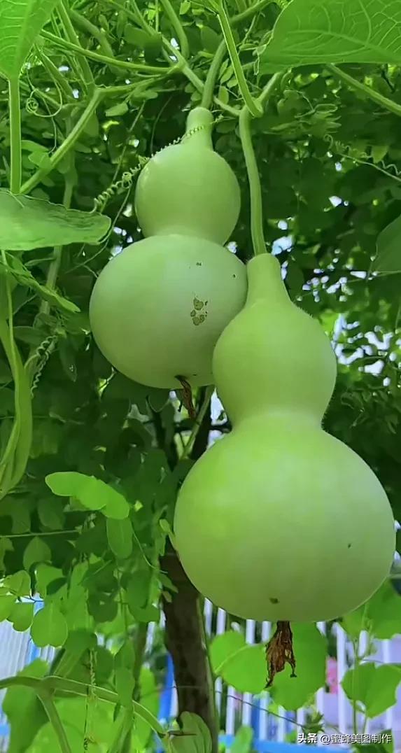 四个季节各有什么水果和蔬菜，四个季节各有什么水果和蔬菜和水果（60张水果蔬菜壁纸美图）