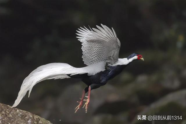 白娴鸟（白娴鸟图片，白娴鸟怎样的养殖（白鹇鸟唯美图片）