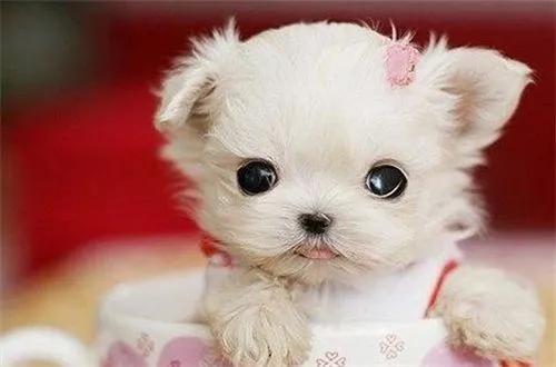 茶杯犬长什么样子图片,茶杯犬长不大吗(茶杯犬长不大) 茶杯犬长什么样子图片,茶杯犬长不大吗(茶杯犬长不大)