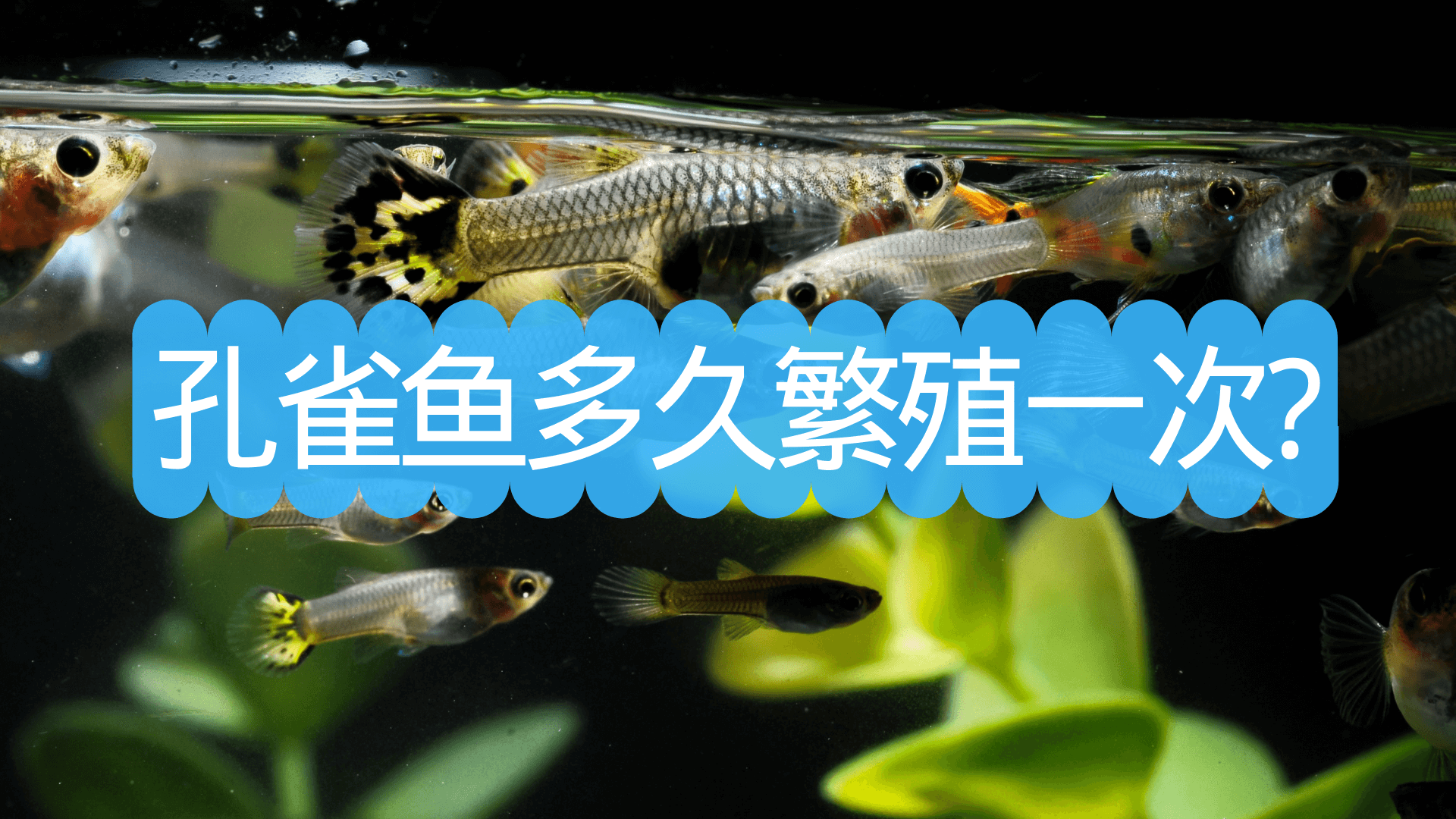 孔雀鱼繁殖周期及产前征兆详解：多久生一次？临产有哪些明显表现？