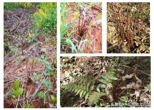 紫色菜杆是什么菜，紫色杆子的菜叫什么菜（猴腿儿菜都是紫色的吗）
