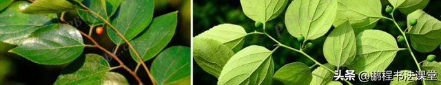 梦见植物是什么征兆，干货丨植物寓意篇
