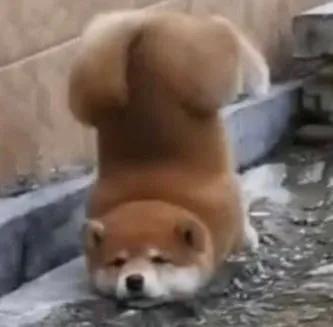 狗头像可爱微信头像，可爱狗狗头像（可爱狗子头像）