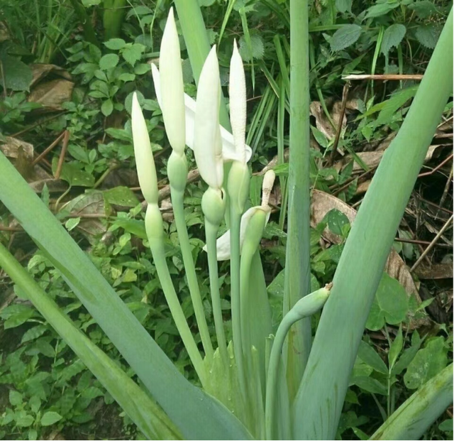 水芋头腌制方法，腌制芋头的方法（一片叶子可以做一盘菜）