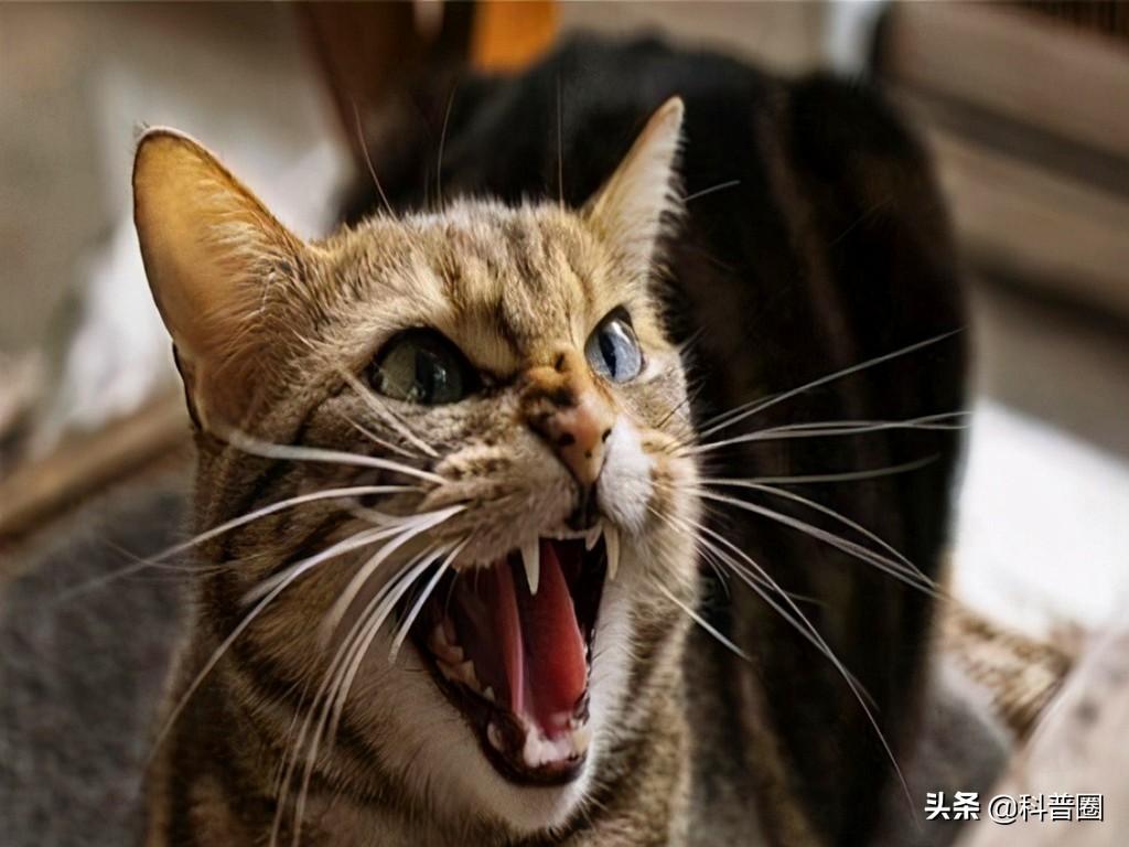 猫的生殖器(猫和狗连在一起)