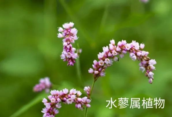 什么是植物，什么是植物染发（简单来认识植物）