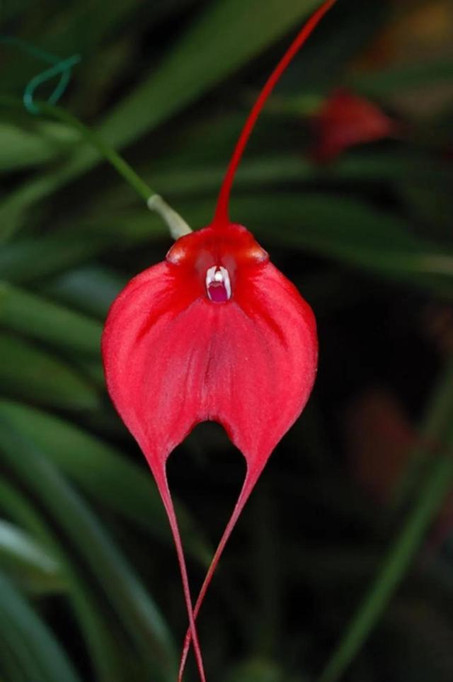 鲜花的花语和花的数目的寓意，鲜花数量的寓意（100种迷人的“数字花”）