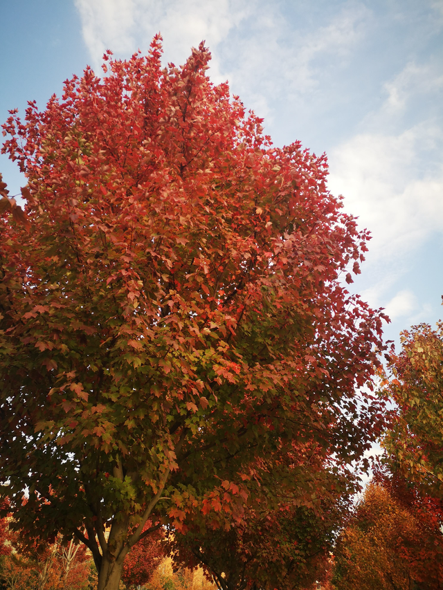 日本红枫和中国红枫的区别，日本红枫和中国红枫的区别图片（日本红枫与美国红枫和中国红枫的区别）