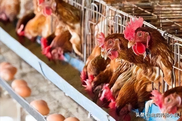 鸡为什么下软壳蛋，鸡下软蛋怎么办应该喂它什么（具体什么原因引起的呢）