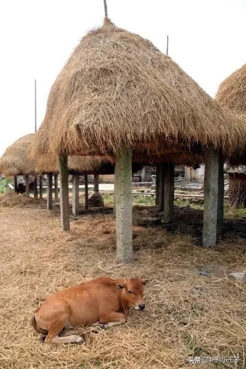雷打雪遍地血不是瘟疫也是劫是什么意思，雷打雪遍地血的古代预言（雷打雪后会发生的事）